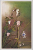 夏の花(3)/Summer Flowers (3) image