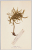 高山植物 しらかば まんねんすぎ/Alpine Plants: White Birch, Ground Pine image