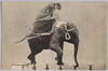 (万国婦人子供博覧会)虎をのせた象があぶない道を/(The Women's and Children's International Exhibition) Elephant Walking a Dangerous Path With a Tiger Sitting on Its Back image