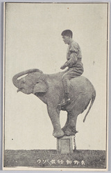 矢野動物館 ゾウ / Yano Zoo, Elephant image