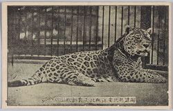 独逸特約　東洋無比　矢野動物園　豹 / Special Contract with Germany, Unrivaled in East Asia, Yano Zoo, Leopard image