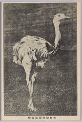 矢野動物園　駝鳥雌 / Yano Zoo, Female Ostrich image