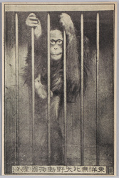 東洋無比　矢野動物園　(猩々) / Unrivaled in East Asia, Yano Zoo, (Orangutan) image