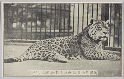 独逸特約　東洋無比　矢野動物園　豹 / Special Contract with Germany, Unrivaled in East Asia, Yano Zoo, Leopard image