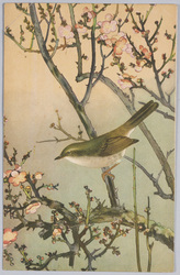 鴬 小泉勝爾・土岡泉共著『鳥類写生図譜』より / Japanese Bush Warbler, From "Bird Sketches" by Koizumi Katsuji and Tsuchioka Izumi image