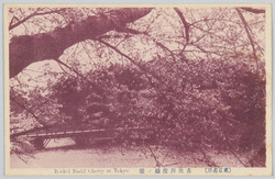 (東京名所)赤坂弁慶橋ノ桜 / (Famous Views of Tokyo) Benkeibashi Bridge and Cherry Blossoms, Akasaka image