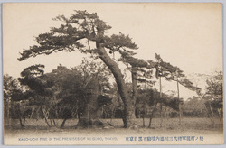 東京目黒不動境内徳川三代将軍篭打ノ松 / Kagouchi no Matsu Pine Tree Associated with the Third Tokugawa Shōgun in the Precincts of the Meguro Fudōson Temple, Tokyo image