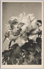 ぼたん絵葉書 (３)/Picture Postcard of Peonies (3) image