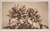ぼたん絵葉書 (５)/Picture Postcard of Peonies (5) image