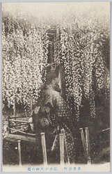東京名所　亀井戸天神の藤 / Famous Views of Tokyo: Wisteria Flowers in the Kameido Tenjin Shrine image
