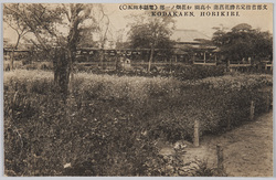 文部省指定名勝花菖蒲 小高園 お花畑ノ一部 / Scenic Spots Designated by the Ministry of Education: Kodakaen Iris Garden, A Part of the Flower Garden image