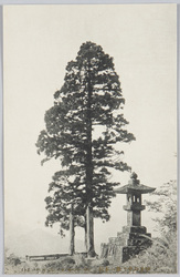 妙義山中 嶽一本杉 / Solitary Cedar on the Nakanotake Peak of Mt. Myōgi image