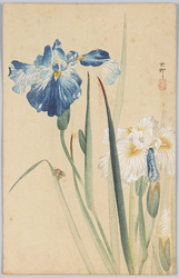 [燕子花] / [Irises] image