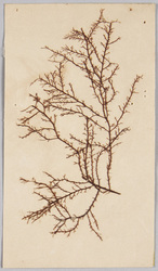 海草 (標本貼付) / Seaweed (Specimen Attached) image