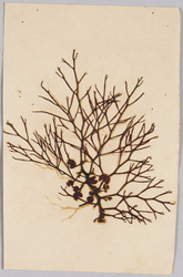 海草 (標本貼付) / Seaweed (Specimen Attached) image