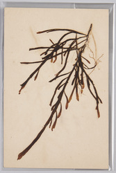 海草 (標本貼付) / Seaweed (Specimen Attached) image