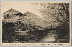 長崎中川カルルス桜 (皆花園) / Cherry Blossoms at Nakagawa Karurusu (Kaikaen), Nagasaki image