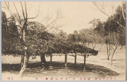 二月二十七日　観梅行　五　水戸公園傘ノ松 / February 27th, Plum-Blossom Viewing 5, Kasa no Matsu Pine Tree at Mito Park image