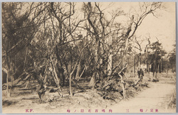 東京ノ梅　三　向嶋百花園ノ梅 / Plum Blossoms in Tokyo 3: Plum Blossoms in the Mukōjima Hyakkaen Gardens image