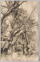 東京ノ梅　九　木下川梅園 / Plum Blossoms in Tokyo 9: Kinegawa Plum Garden image