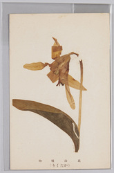 高山植物　かたくり / Alpine Plants: Katakurisō (Erythronium Japonicum Decne.) image