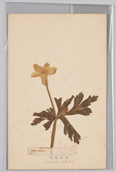 高山植物　しらかば にりんさう / Alpine Plants: White Birch, Nirinsō (Anemone Flaccida) image