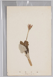 高山植物 せんぼんやり / Alpine Plants: Sembonyari image