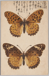 蝶　ツマグロヘウモン / Butterflies, Tsumaguro Hyōmon image