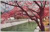 江戸川区桜/Cherry Blossoms along the Edogawa River image