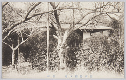 蒲田梅園(其四) / Kamata Plum Garden (4) image