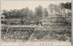 蒲田菖蒲園 / Kamata Iris Garden  image