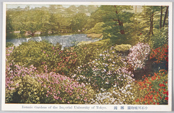 小石川植物園　躑躅 / Koishikawa Botanical Garden Belongs to the Imperial University of Tokyo: Azaleas image