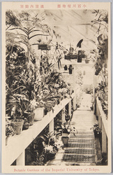 小石川植物園　温室内蘭室 / Koishikawa Botanical Garden Belonging to the Imperial University of Tokyo: Orchid Room in the Glasshouse image