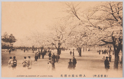 (東京名所) 上野公園の櫻花 CHERRY BLOSSOMS AT UHENO PARK. / (Famous Views of Tokyo) Cherry Blossoms in Ueno Park image