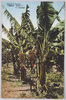 熱帯樹バナナ/Tropical Tree Banana Tree image