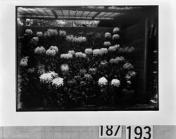 菊花 / Chrysanthemums image
