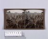 パイナップル畑(No.155)/Pineapple Field (No.155) image